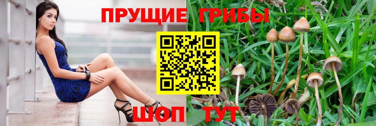 продажа наркотиков  Псилоцибиновые грибы GOLDEN TEACHER  Ивантеевка  Вход с VPN  Галлюциногенные грибы Cubensis 